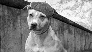 Boopy Goes to Berlin